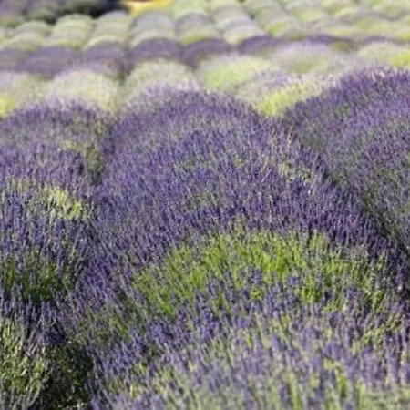 Διαμέρισμα Moderne Avec Terrasse, Parking Et Clim Au Lavandou - 4 Couchages - Fr-1-251-122 Le Lavandou