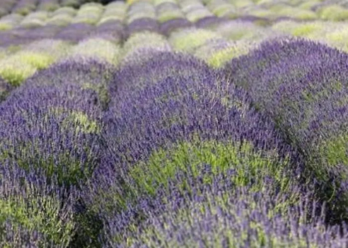 Lägenhet Moderne Avec Terrasse, Parking Et Clim Au Lavandou - 4 Couchages - Fr-1-251-122 Le Lavandou
